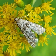 Petrophila fulicalis