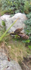 Carex atrata