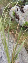 Carex atrata