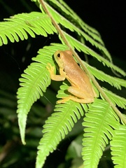 Trachycephalus coriaceus