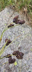 Carex atrata