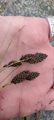Carex atrata