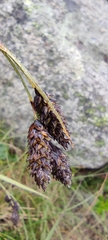 Carex atrata
