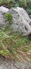Carex atrata
