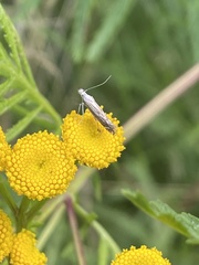 Isophrictis striatella