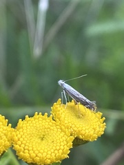 Isophrictis striatella