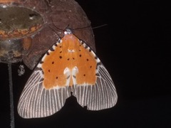 Peridrome orbicularis