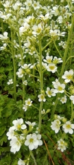 Saxifraga aquatica