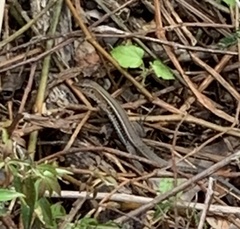 Pholidoscelis exsul