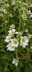 Saxifraga aquatica