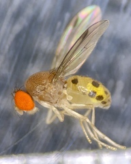 Leucophenga varia