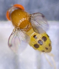 Leucophenga varia