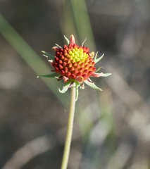 Gaillardia coahuilensis