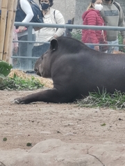Tapirus