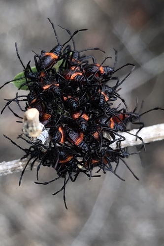 Giant Mesquite Bug