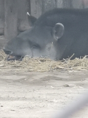 Tapirus
