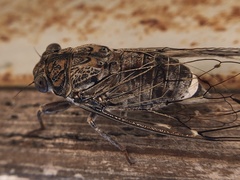 Cicada barbara lusitanica