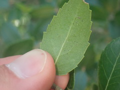 Phillyrea latifolia