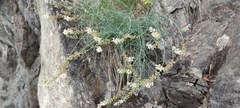 Reseda glauca