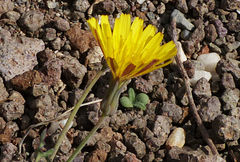 Sonchus pustulatus