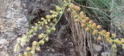 Image of Reseda glauca by (c) Santiago Martín-Bravo, some rights reserved (CC BY)