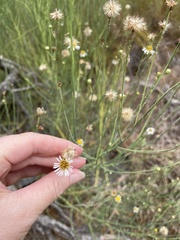 Chloracantha spinosa spinosa