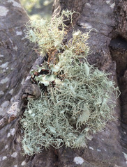 Usnea intermedia