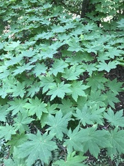 Acer sieboldianum