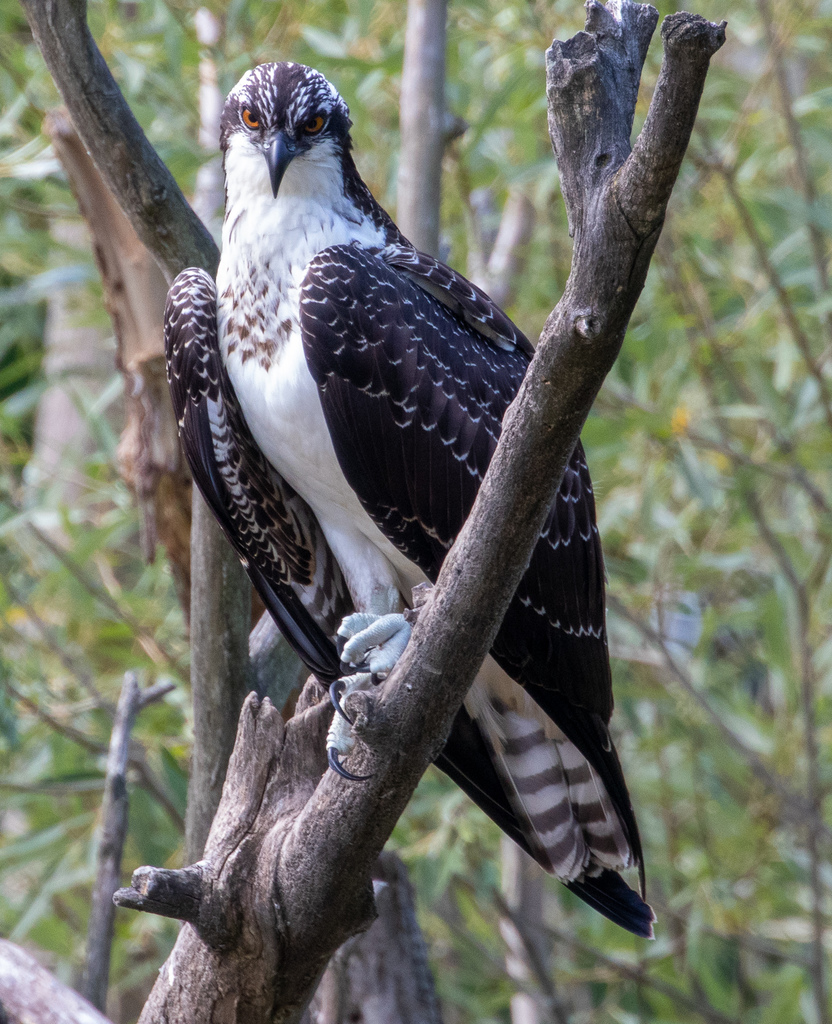 Osprey (Pandion haliaetus)
