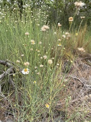 Chloracantha spinosa spinosa