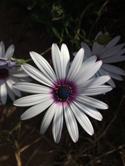 Dimorphotheca
