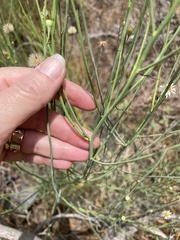 Chloracantha spinosa spinosa