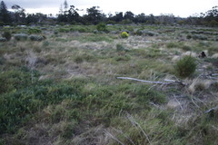 Aspalathus divaricata divaricata