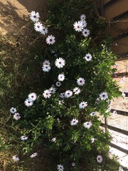 Dimorphotheca