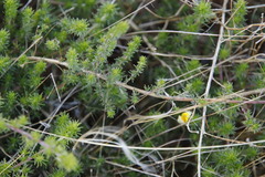 Aspalathus divaricata divaricata