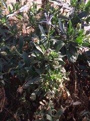 Dimorphotheca