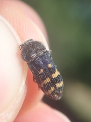 Acmaeoderella flavofasciata flavofasciata