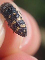 Acmaeoderella flavofasciata flavofasciata