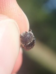 Acmaeoderella flavofasciata flavofasciata