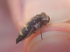 Acmaeoderella flavofasciata flavofasciata