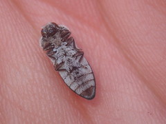Acmaeoderella flavofasciata flavofasciata