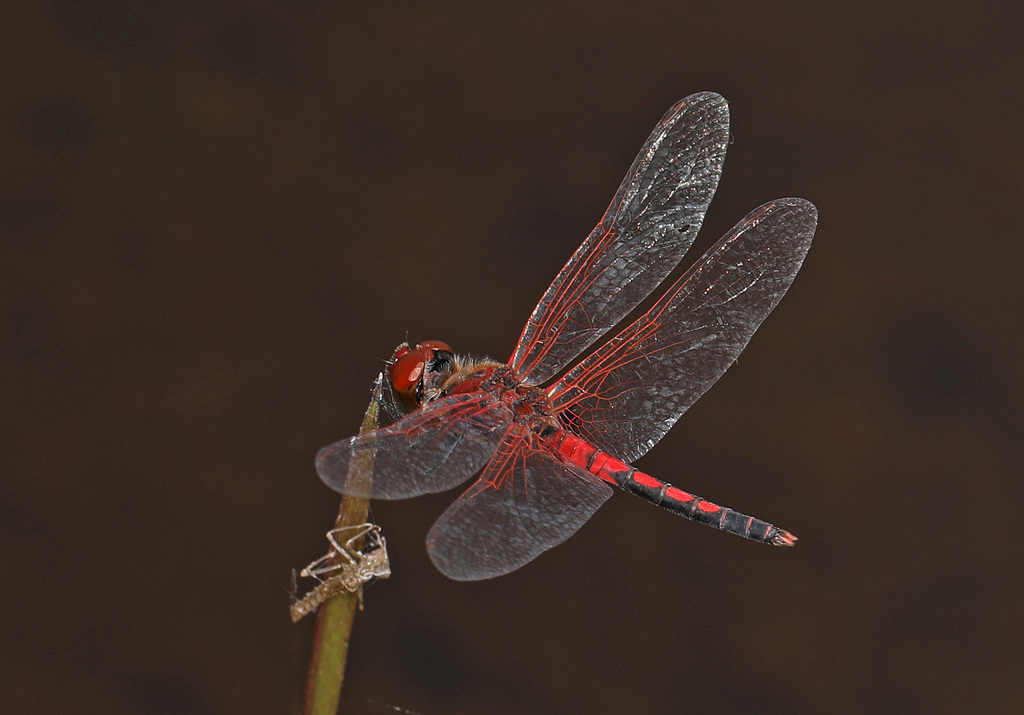 Red-veined Pennant