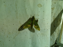 Xylophanes chiron