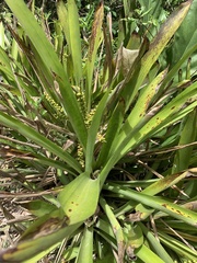 Wittmackia lingulata