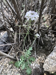Dryopetalon runcinatum
