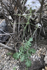 Dryopetalon runcinatum