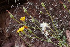 Sonchus pustulatus