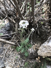 Dryopetalon runcinatum