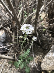 Dryopetalon runcinatum