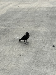 Corvus brachyrhynchos